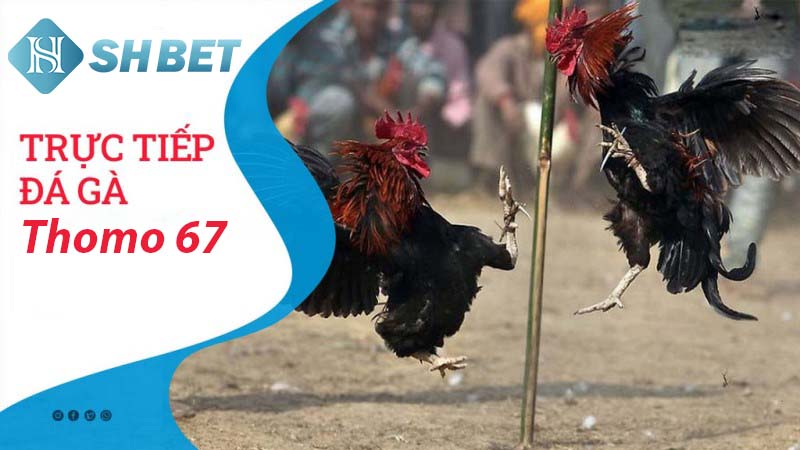 Đôi nét về đá gà thomo 67 tại SHBET99