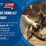 Đá gà Thomo 67 – Bình luận Trực tiếp đá gà cựa sắt hôm nay