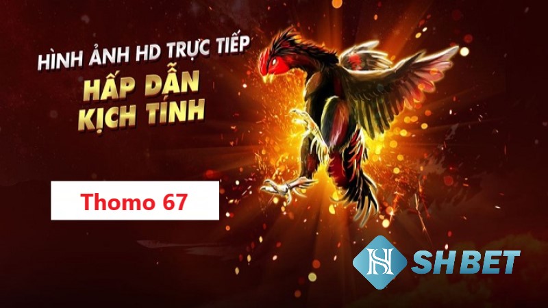 Ưu điểm khi đến đặt cược đá gà tại SHBET99