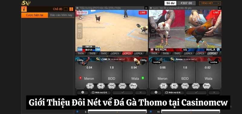 Giới Thiệu Đôi Nét về đá gà Thomo tại Casinomcw