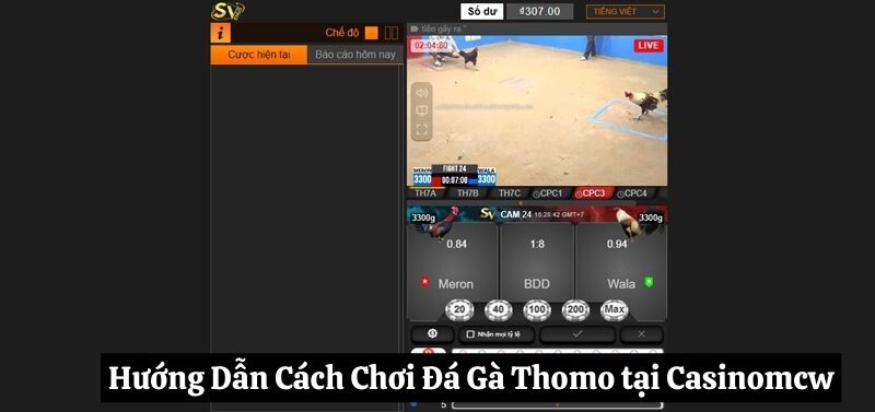 Hướng Dẫn Cách Chơi đá gà Thomo tại Casinomcw