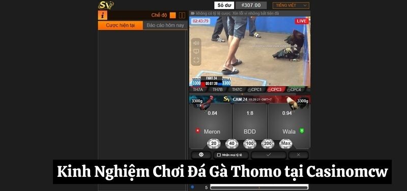 Kinh Nghiệm Chơi đá gà Thomo tại Casinomcw