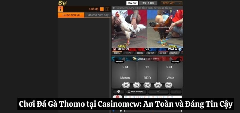 Chơi đá gà Thomo tại Casinomcw: An Toàn và Đáng Tin Cậy